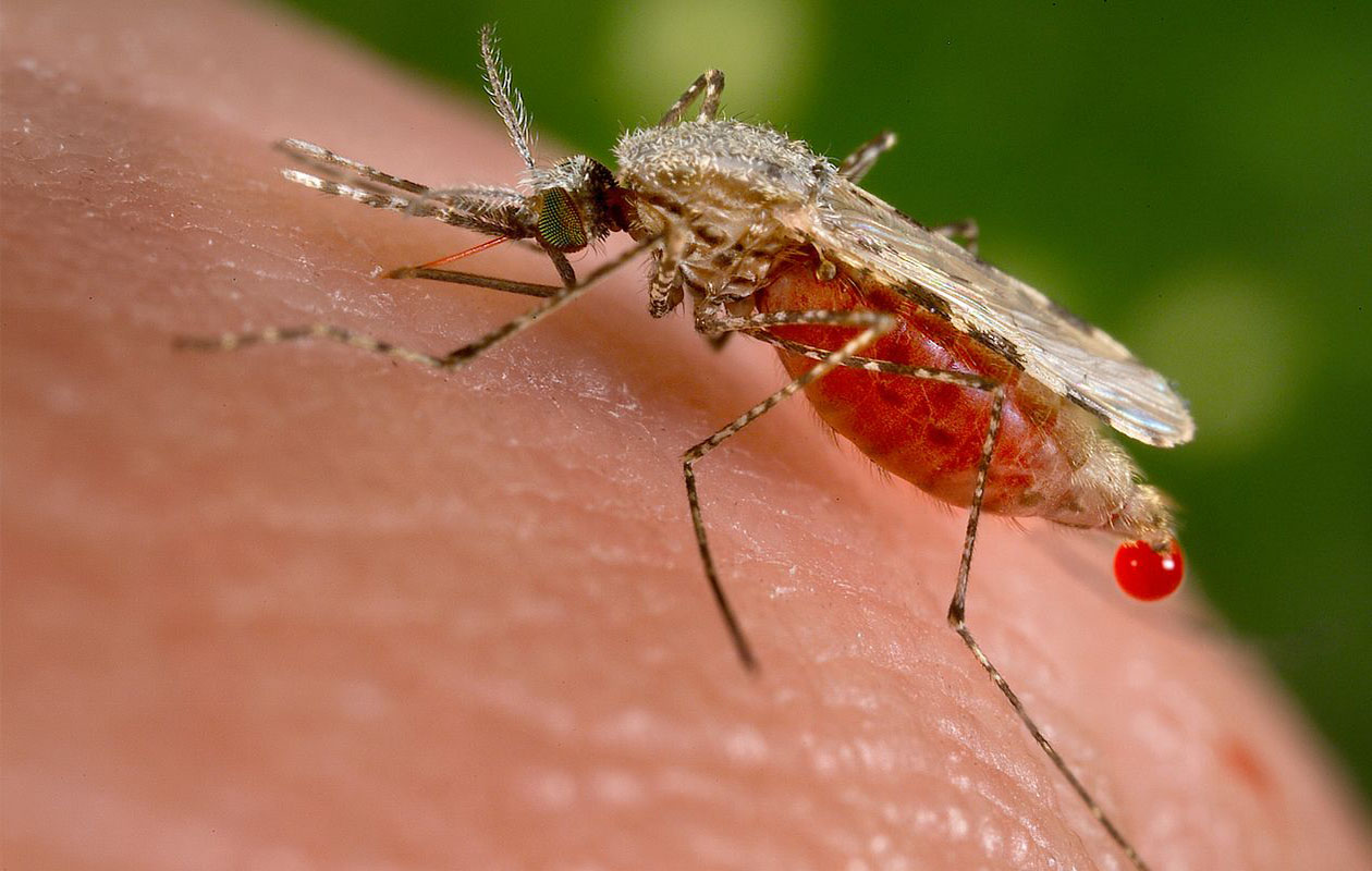 Mosquit portador malària