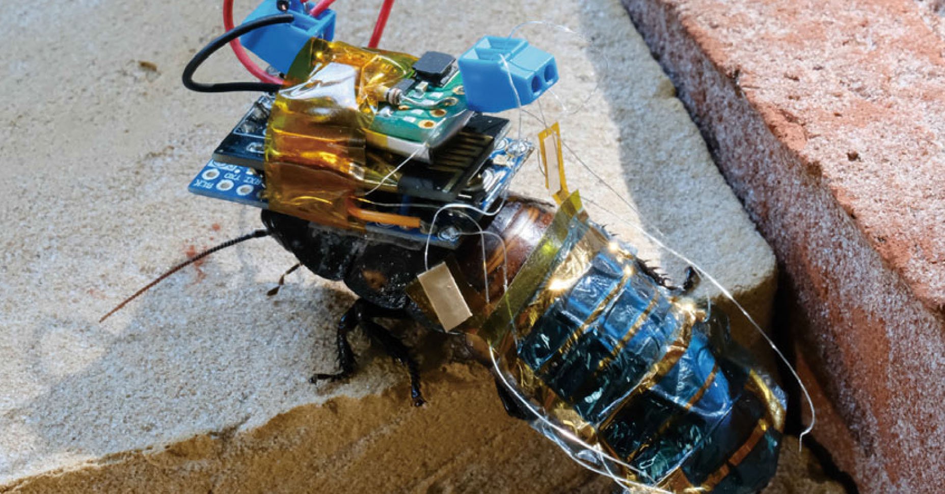 Cucaracha robot