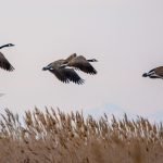 Las aves migratorias son unas de las especies más castigadas por el cambio climático. (wirestock / Freepik)