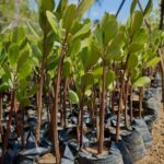 En el año 2017 ya se realizó en Kenia una plantación masiva de árboles. En la foto, unos manglares listos para ser plantados (Flickr/ GRID Arendal)