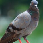 El movimiento Birds aren't real es una parodia ideada y compartida por Peter McIndoe.