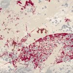 Pinturas descubiertas en Leang Karampuang (Universidad de Griffith)