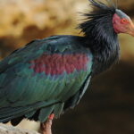 Ejemplar de Ibis eremita, una especie en riesgo de extinción Agustín Povedano Flickr