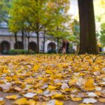 El equinoccio marca el inicio del otoño en el hemisferio norte (Freepik)