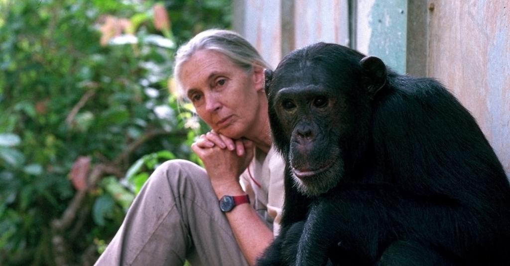 Las investigaciones de Jane Goodall permitieron descubrir que los chimpancés pueden fabricar herramientas y utilizarlas como los humanos/Michael Neugebauer-Jane Goodall Institute